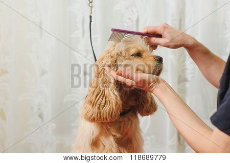 Groomer Combs Dog For Grooming