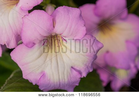 Streptocarpus Soft Purple Flower.