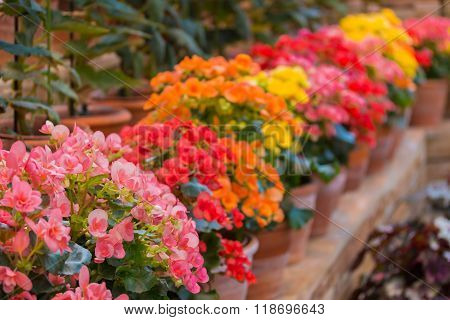 Beautiful Begonia Tuberhybrida Flower.
