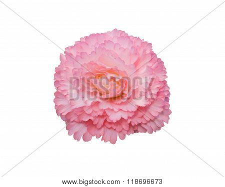 Begonia Tuberhybrida Pink Flower.