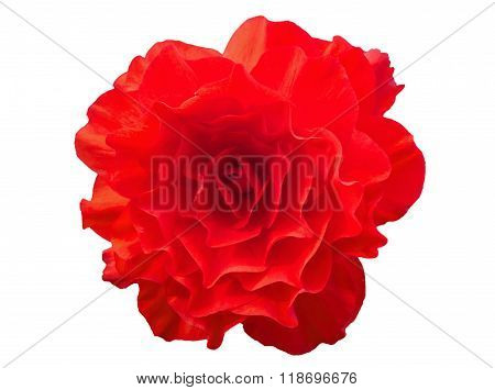 Begonia Tuberhybrida Red Flower.