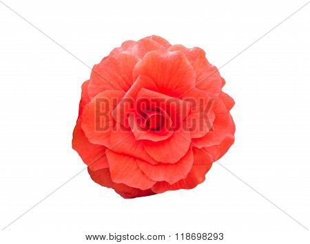 Begonia Tuberhybrida Red Flower.