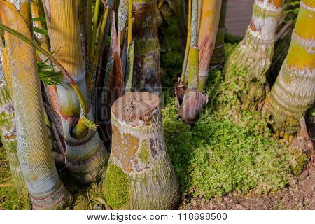 Stump Of Areca Palm Close Up, Butterfly Palm.
