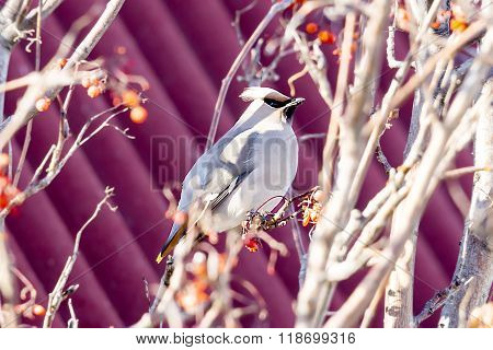 the sviristel eats a mountain ash