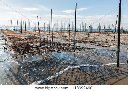 Net And Wooden Pole For Entrap Algae.