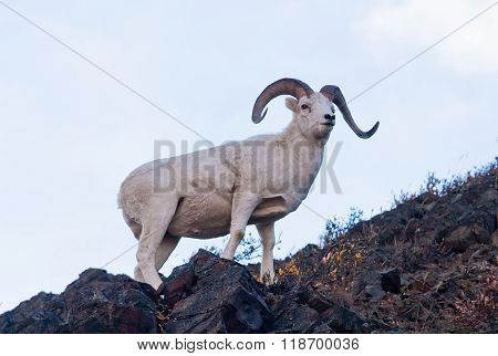 Dall Ram In Denali National Park