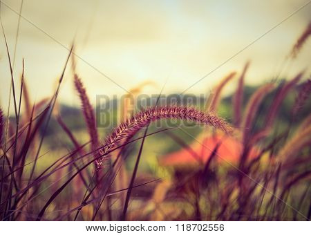 Poaceae Grass Flower In The Lawn.
