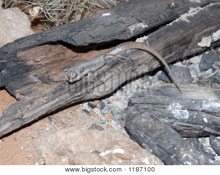 Skink