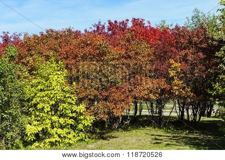 Beautiful Autumn Park