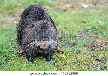 The invasive species of rodent called nutria emerges from a levee following a flood.