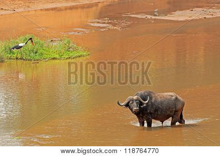 African buffalo (Syncerus caffer) standing in a river, Kruger National Park, South Africa