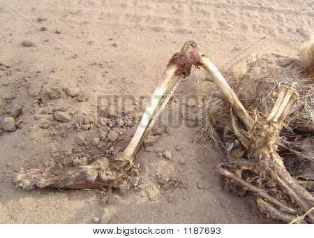 Roadkill 5
