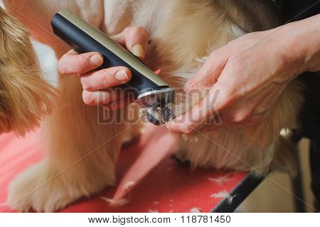 Dog Paw Grooming