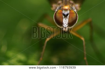A Macro photo of a Dolichopodidae fly, insect