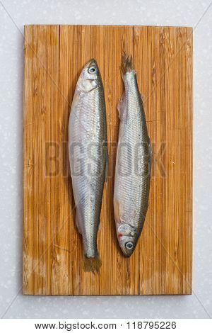 smelt fishes on white background