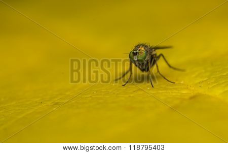 A Macro photo of a Dolichopodidae fly, insect