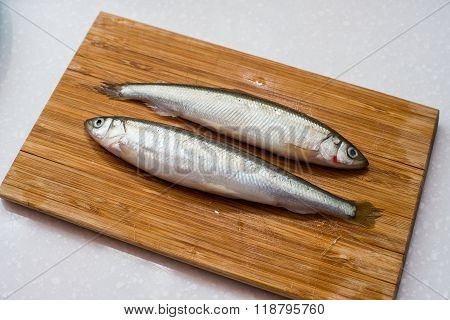 smelt fishes on white background