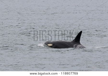 Female Orca K20 - Spock