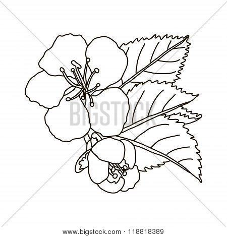 vector hand drawn cherry blossom