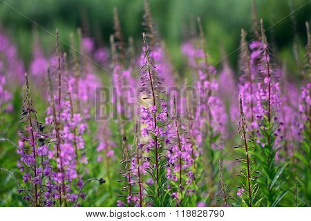 Rosebay willowherb (Chamerion angustifolium) plants in flower