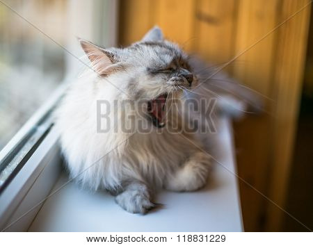 Beautiful grey cat sitting on windowsill and looking to a window
