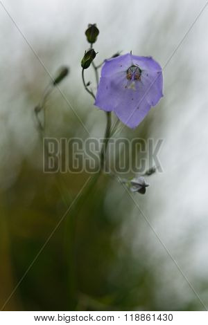Harebell (Campanula rotundifolia)