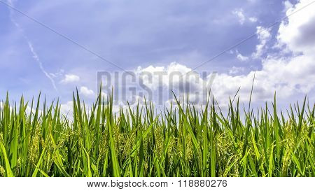 Green Paddy Rice Field Under Blue Sky