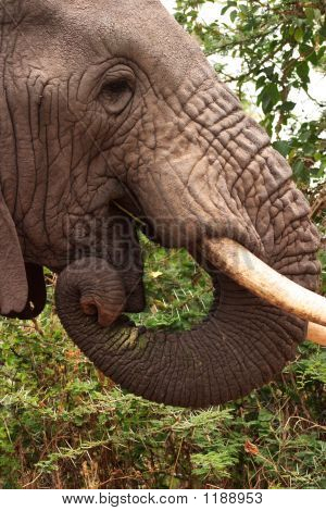 Elefante na cratera de Ngorongoro