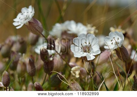 Sea campion (Silene vulgaris) in flower