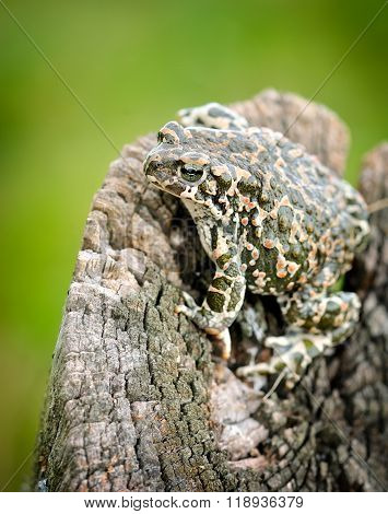 Green Frog (bufo Viridis)