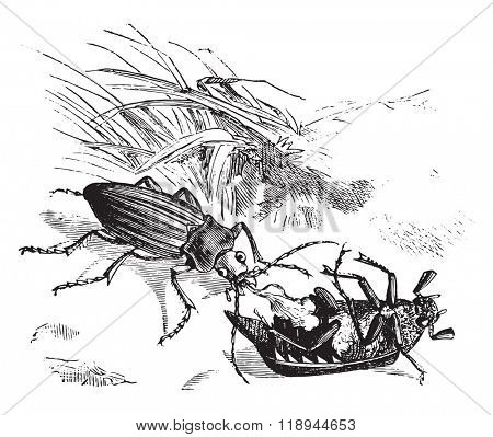 Beetle devouring a golden beetle, vintage engraved illustration. Magasin Pittoresque 1876.