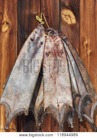 Raw Fur Skins . Skins Muskrat