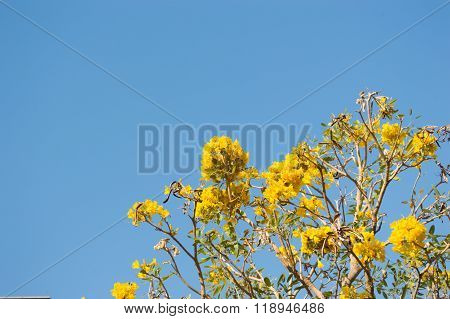 Silver Trumpet Tree, Tree Of Gold