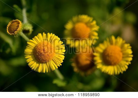 Common fleabane (Pulicaria dysenterica) close up of flowers