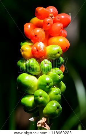 Lords-and-ladies (Arum maculatum)