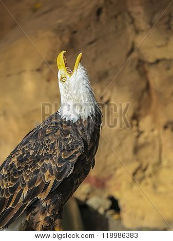 Portrait Of A Bird Of Prey