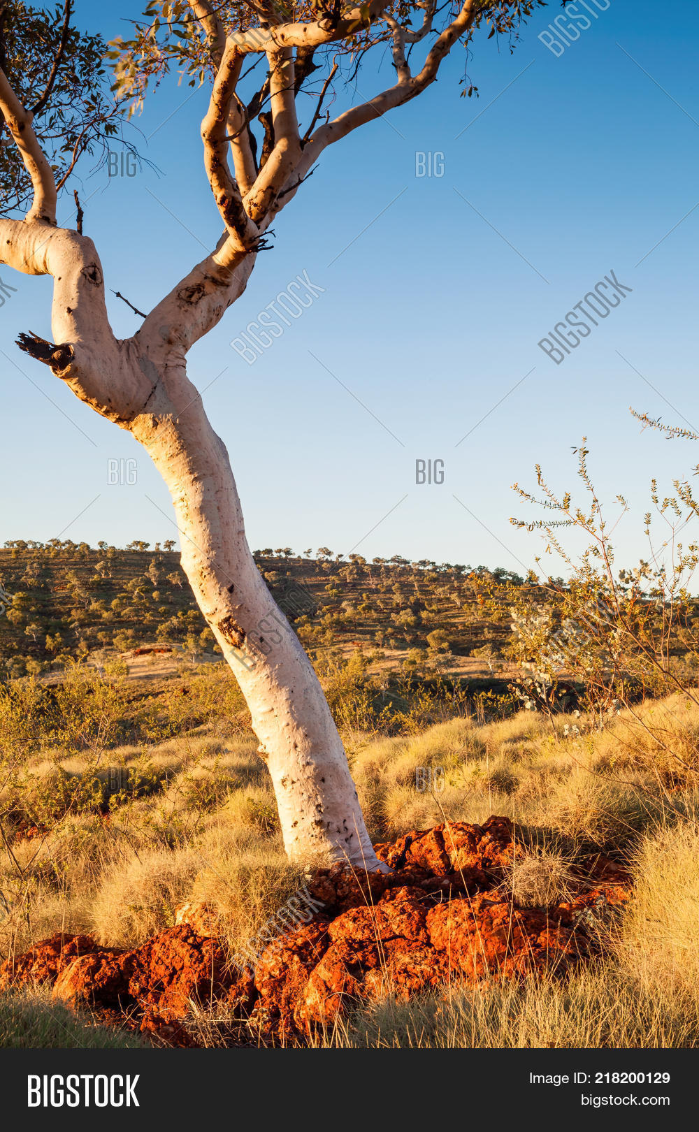 Ghost Gum Karijini Image & Photo (Free Trial) Bigstock