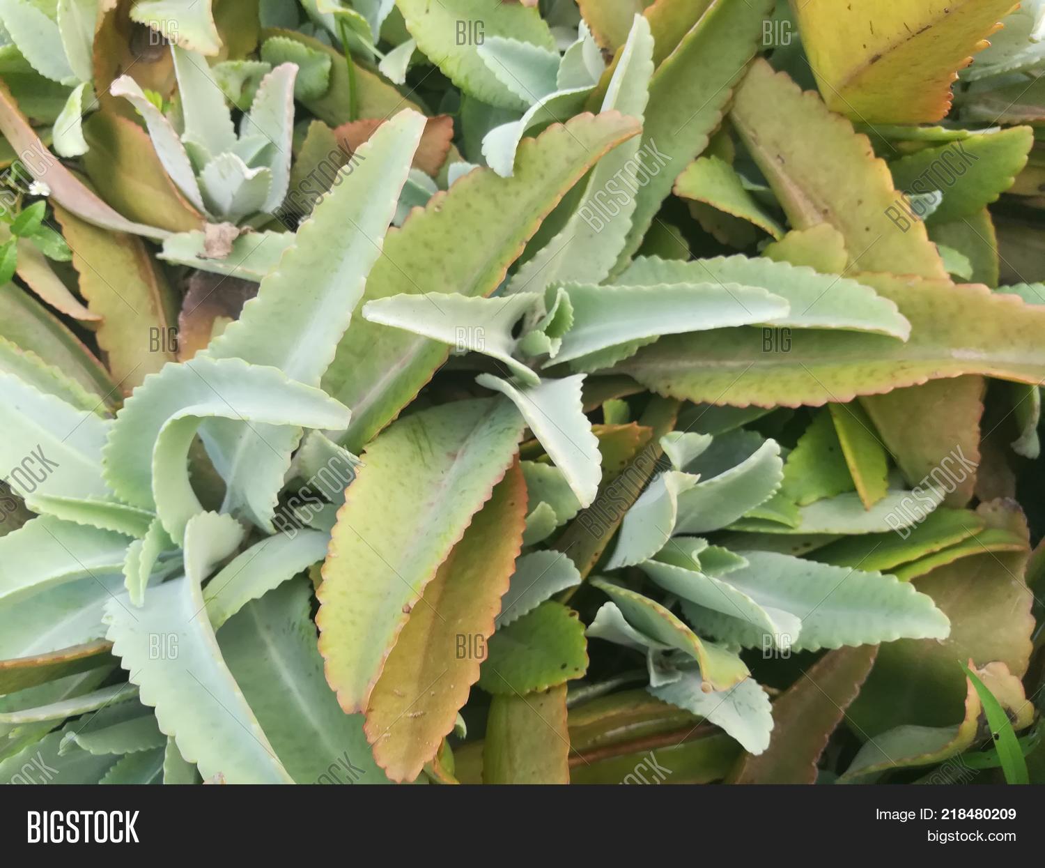 Imagen y foto Leaf Life. Plant, (prueba gratis) Bigstock
