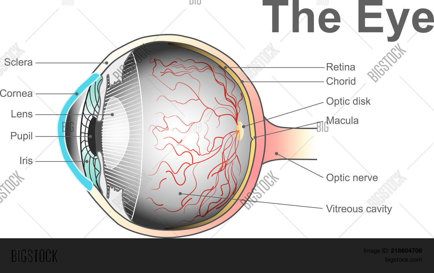 Eyes Organs Vision. Vector & Photo (Free Trial) Bigstock
