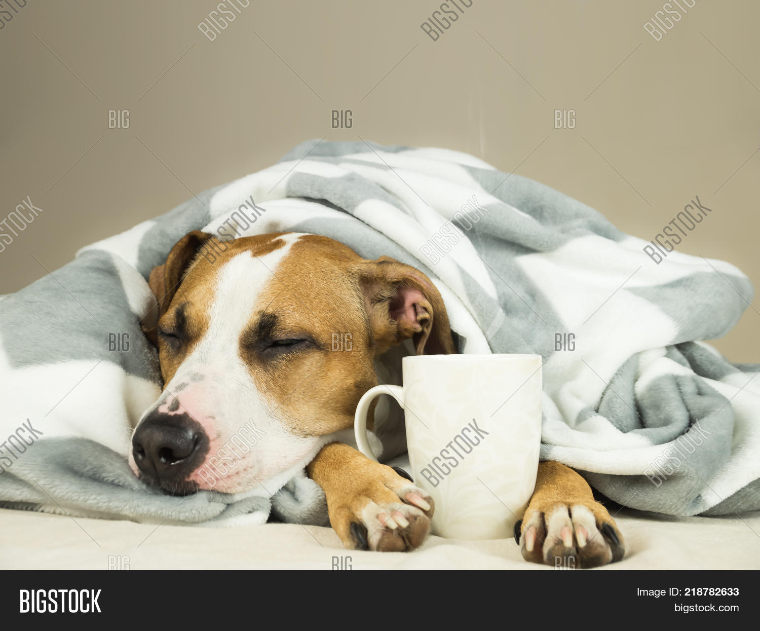 Sleeping Young Pitbull Image & Photo (Free Trial) Bigstock