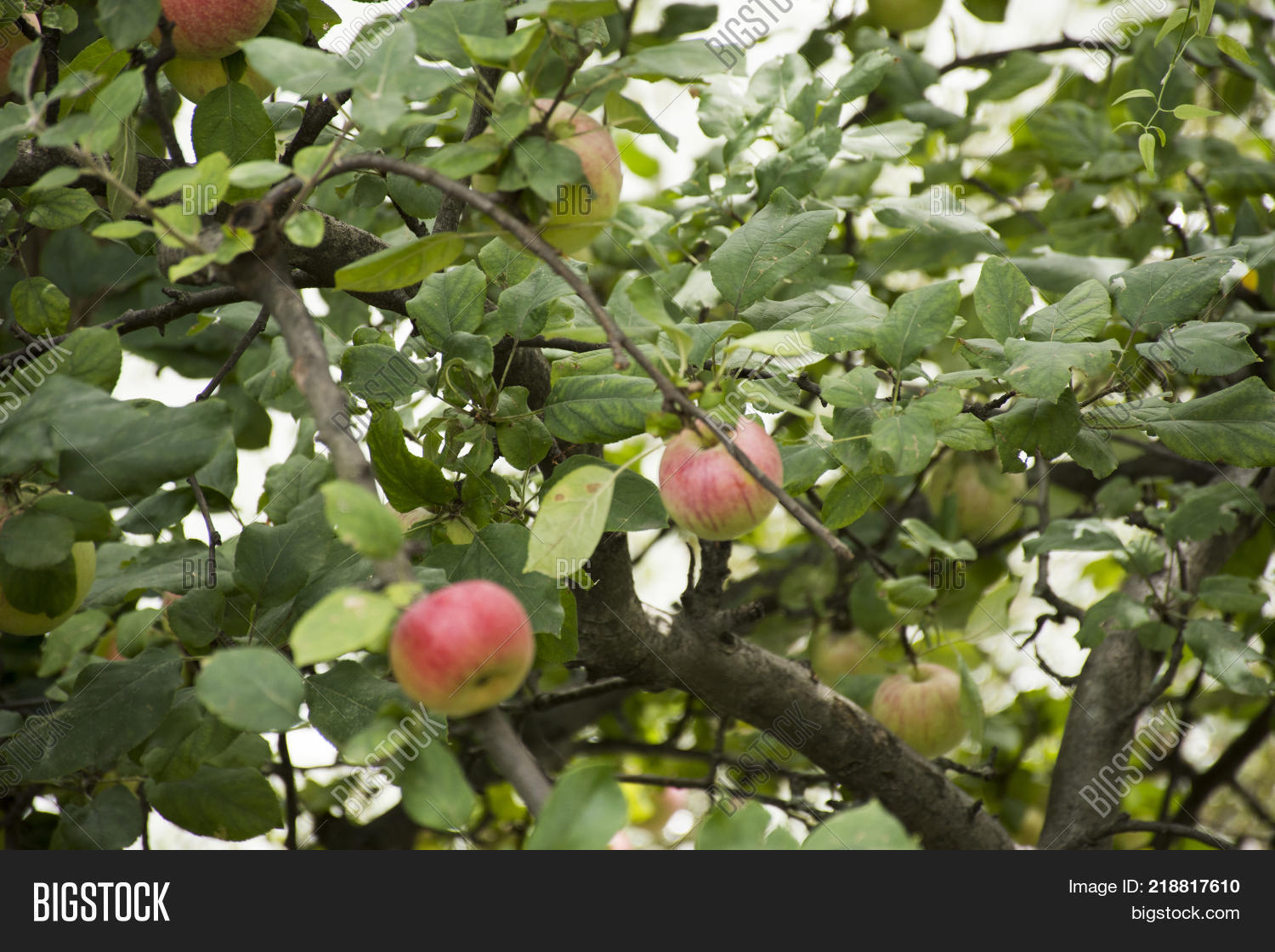 Apple Tree Riverside Image & Photo (Free Trial) Bigstock