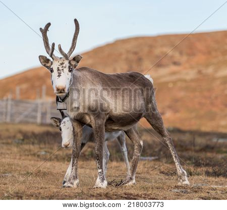 Two reindeer  - mother with child - family close together