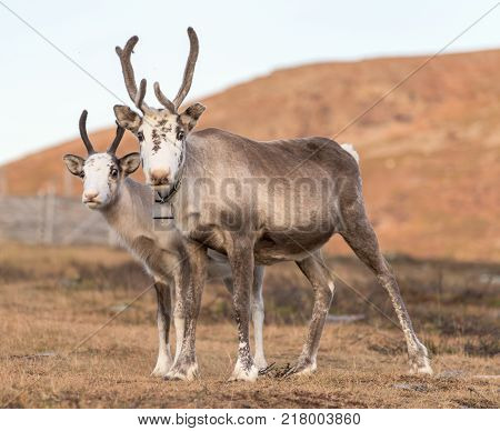 Two reindeer  - mother with child - family close together