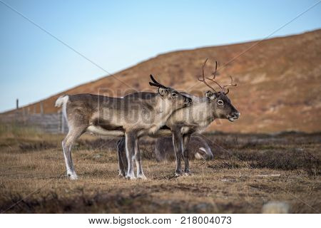 Two reindeer  - mother with child - family close together