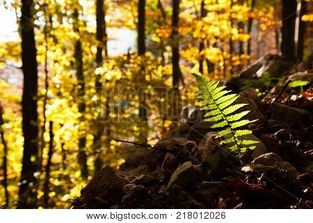 Trees In Autumn Season Background