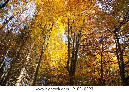 Trees In Autumn Season Background
