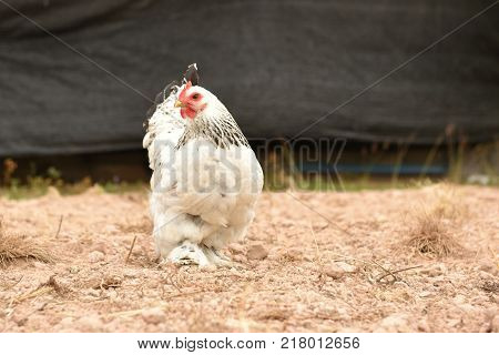 Giant chicken Brahma standing on ground in Farm area
