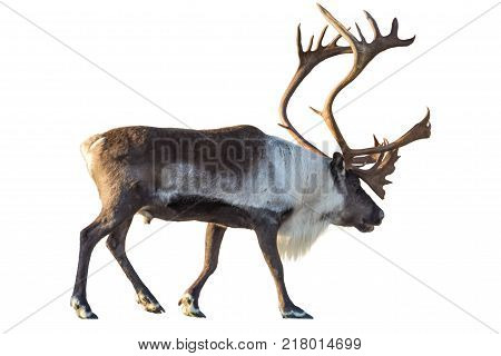 Reindeer with huge antlers  isolated on the white background.