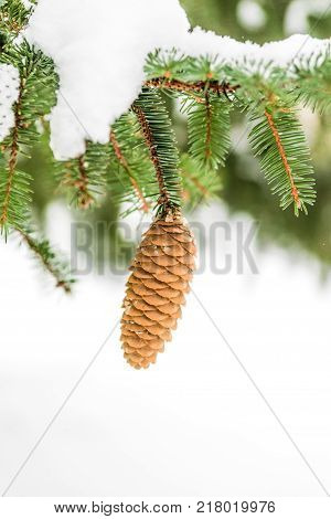 Single pinecone hanging from tree branch covered in snow. Winter white background. Outdoor nature image