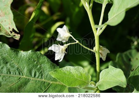 close up white eggplant flower in nature garden